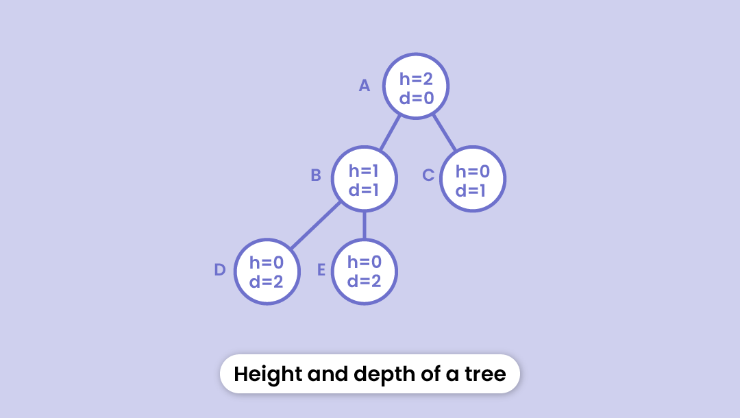 Height & Depth in a tree